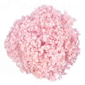 Pink Dried Hydrangea | Wholesale Flowers
